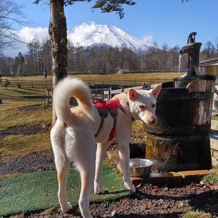 トレーナー・獣医師監修】紀州犬ってどんな犬？性格・特徴・育て方